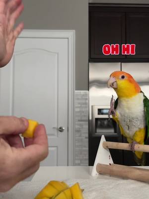 A post by @hubertthebird on TikTok caption: I said hi like five times can I please have my mango? #PetsOfTikTok #funnyvideo #foryoupage #funnybird #caique #foryoupage #petlife #funnyanimals 