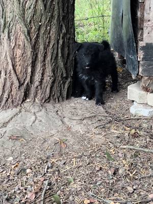 A post by @maylo25.01.23 on TikTok caption: #welpen #schwarz #black #puppy #romania #urlaub #catel #🖤