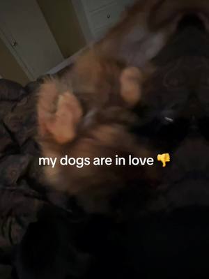 A post by @dog_and_his_boomer on TikTok caption: My dogs are in love with each other 😘  #puppylove #dogsoftiktok 