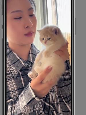 A post by @alongalong40 on TikTok caption: Cat, um, petting cat, first perspective, daily sucking cat, shaking in, cute pet plan _19 #TSTheErasTour #midnights #fy #nbadraft