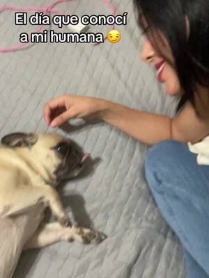 A post by @yoelperrito on TikTok caption: Y fue asi 🙂‍↔️😏😂 #yoelperrito  #perrito #perritostiktokers #perritostiernos  