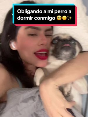 A post by @yoelperrito on TikTok caption: Yo forzando a mi perrro a dormir conmigo 🥹🙂‍↔️🐾😂 #yoelperrito #perrito #perritostiktokers #comedy #beans #pugs  