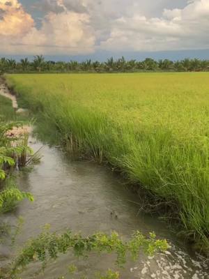 A post by @raaaa494 on TikTok caption: ស្រុកស្រែ🫧🌱