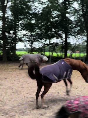 A post by @pixellponies on TikTok caption: Schatjes😂❤️ . #horses #horse #ijslander #icelandichorse #foryoupage #foryou #shetlander #shetlandpony #welsh #welshpony 