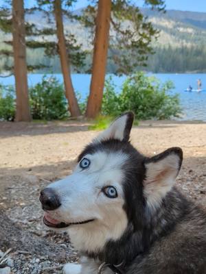 A post by @lifeof2pups_ on TikTok caption: We enjoyed our time in Mammoth and Lake June! 🏞️ #lifeof2pups #mammothlakes #lakejune 