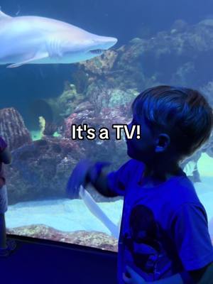 A post by @thewolfefamily on TikTok caption: And he's still convinced it was a TV. #aquarium #funny 