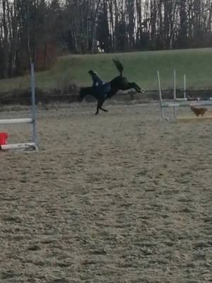 A post by @nina_et_cooper on TikTok caption: #pourtoi #cheval #cavalier #chute #viral #funny #horse 