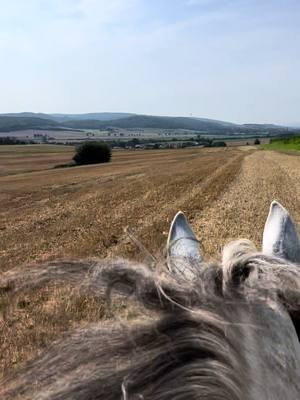 A post by @pferdeausbildungmt on TikTok caption: #stoppelfeldliebe#liebe#reiten#pre#spanier#heimat#liblingsbeschäftigung#traum#schimmel#sommer#🐴🐴❤️