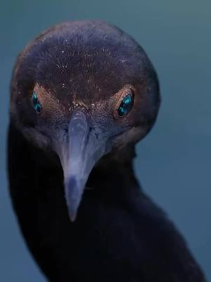 A post by @wild_world16 on TikTok caption: close up view of cormorant🤌 #cormorant #discover #fypviral #fypシ #fypage #fypシ゚viral #viralvideo #king #viralvideos #discovery #animals #world #world #norhtpole #animal #wild #wildanimals #wildlife 