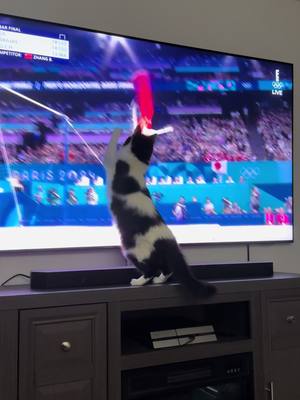 A post by @naukajewel on TikTok caption: Poor Zhang Boheng never stood a chance…🐱🫡 #olympics #foryou #foryoupage #viral #funnyanimals #cats 