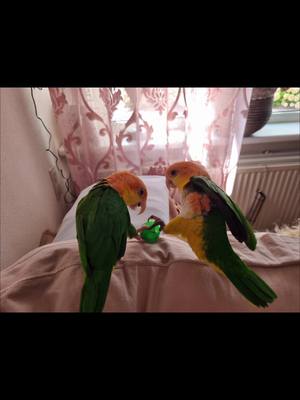 A post by @daileylifethings on TikTok caption: #caiquelife #goingviral #itsmine #goaway #playing #happycaique #caiqueparrot #caiquesoftiktok #groendijcaique #funnymoments @Hareco dier en vriend 