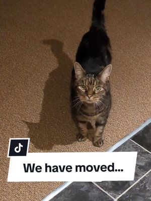 A post by @seitsuki on TikTok caption: He makes sure I understand his concerns. *meow meow meow* what's this new place? 🏠🙀 #moving #newhome #catsoftiktok #rescuecat #tigerthecat 