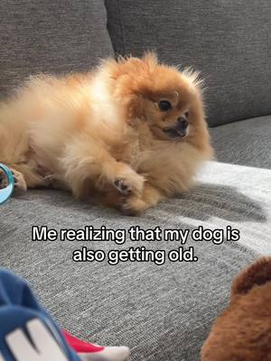 A post by @wearethechews on TikTok caption: Anyone else get sad when they think about their dog getting old? 😔