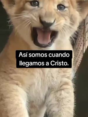 A post by @ibibliass on TikTok caption: En Jesús somos nuevas criaturas. #ESPIRITUSANTO #JESÚS #DIOS #garynaranjoo 