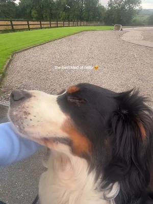 A post by @zeus_the_bernese on TikTok caption: #bernesemountaindog #bernese #dog #dogsoftiktok #puppylove #dogs 