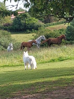 A post by @nina_et_cooper on TikTok caption: #equestrian #pourtoi #trend #viral #horse #cheval #pourtoi #poney #vie 