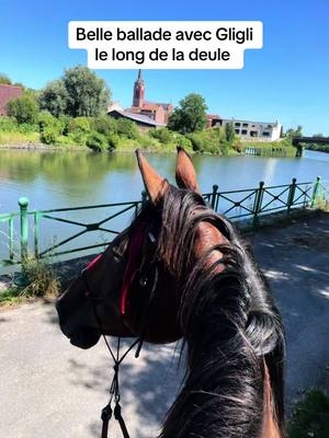 A post by @momofromtheplanty on TikTok caption: Tres belle ballade du jour avec du chemin de halage, de la foret, de la campagne, de la ville et un petit coucou a mos amis belges 😅 #cheval #equestrian #equitation #chevalpassion #chevaltiktok #lille #deulemont #horse #horses #horsesoftiktok 