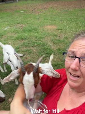 A post by @thesmithsofsc on TikTok caption: Just wait and watch what No Balls does to me! #farmlife #goatmom  #traceysmith #fyp #foryou #foryoupage #smitty 