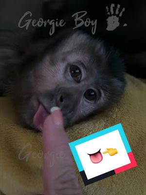 A post by @heresyourmonkeycontent on TikTok caption: Lacy picking Nash’s boogers! Ft. Nash’s tongue 👅👈 #nashthedash #lacygirl #georgieboy 