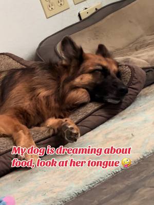 A post by @dog_and_his_boomer on TikTok caption: Nala my Service Dog is dreaming about food 😜 #dog #dogsoftiktok #dogtok #dream 