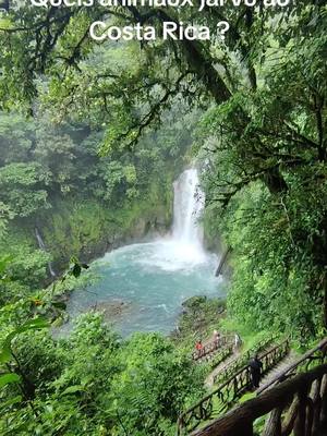 A post by @djakpot on TikTok caption: Quel est votre préféré ?  ce pays est sublime tant par sa nature exubérante que sa faune incroyable #costarica #travel #wanderlust 