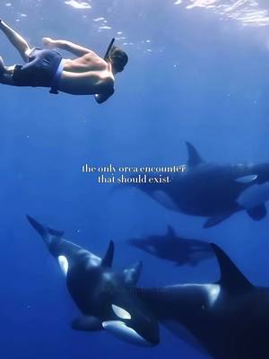 A post by @dolphin_in_freedom on TikTok caption: no orca shows needed 💕✌🏼 #orcaencounter #encounter #seaworld #nogo #magicalmoments #beautifulexperience #foryou #deepbluesea #humanandanimal #loveandpeace #🖤🤍 