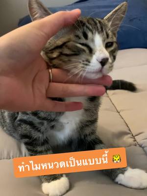 A post by @wannagotonirvana9 on TikTok caption: หนวดน้อนไปโดนอะไรมา หรือเป็นเอง😂🥲 #แมว #แมวน่ารัก #ทาสแมว #ทาสแมวก็งี้เเหละ #แมวตลก #แมวดื้อ #แมวตัวโปรด #cat #lovelycat 