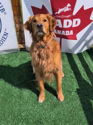 A post by @theobearthegolden on TikTok caption: Great weekend again at K9 Fun Center! This boy got his Master's title! woohoo!  #goldenretriever #dockdivingdogs #dockdiving #dogsports #sports #pool #dogsoftiktok #canadian #fyp #foryou #sportdogs #slowmotion #summertime #dogsoftiktok 