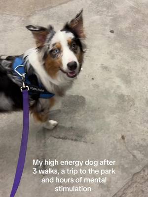 A post by @scarletwingsfs on TikTok caption: Sunrise to sundown NONSTOP DOG TIME i love him tho #australianshepherd 