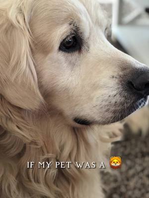 A post by @steph_emere on TikTok caption: #aifilter #goldenretriever 🥰