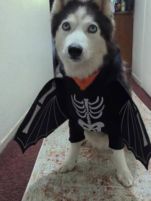 A post by @lifeof2pups_ on TikTok caption: Who's a fan of summerween!? ☀️🎃  #lifeof2pups #summerween #huskylife 