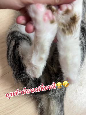 A post by @wannagotonirvana9 on TikTok caption: แต่ละมื่อ แต่ละเดย์ 555🐯🐈 #cat #ทาสแมว #แมว #แมวน่ารัก #แมวเหมียว #แมวตลก #แมวจร #แมวน้อย #แมวตัวโปรด #แมวเหมียว #cutecat #lovelycat 