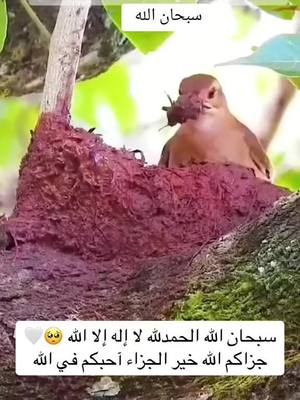 A post by @amamaa385 on TikTok caption: #سبحان_الله_وبحمده_سبحان_الله_العظيم #القران_الكريم_راحه_نفسية😍🕋 