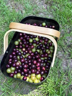 A post by @krissyleblanc on TikTok caption: Making muscadine jelly #simplelife #fyp #jellymaking #homestead #preserves 