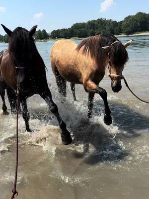 A post by @elegido_my_companion on TikTok caption: Kleiner Reminder, an heißen Tagen an unsere Tiere zu denken ❤️☀️💦 #LifeIsGood #pferdeliebe #funnyhorse #horsesoftiktok #horselove #badespaß #seepferdchen #fyp #purarazaespañola 