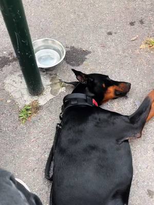 A post by @starkledob on TikTok caption: Insta : stark.ledob  #doberman #education #chien #dog 