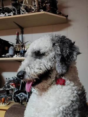 A post by @sargethedestroyer on TikTok caption: #stitch with @MayNerd She's a terrible guard dog. . . . . . . #sheepadoodle #guarddog #servicedog #FYP #foryoupage #dogsoftiktok @MayNerd 