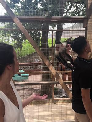 A post by @funtimefederation on TikTok caption: So much fun with our new best friends!! #monkey #monkeys #fun #fyp @nessamhurley 