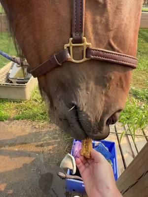 A post by @sierrakandstormyday on TikTok caption: Be kind to your horses. They have bad days too. #horse #equestrian #horsesoftiktok #equine 