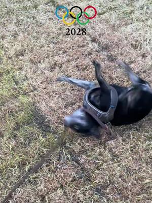 A post by @danielrystrand on TikTok caption: Beakdance Olympics 2028  #breakdance #olympics #chiuahua #dogsoftiktok @Olympics 