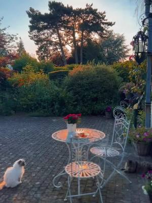 A post by @juliajardo on TikTok caption: Slow summer evenings with cats are all I need ✨ #calmtok #slowliving #mindfulness #cozyathome #cozyvibes #eveningvibes #romanticizeyourlife #spiritualtok #witchtok #cottagecore 