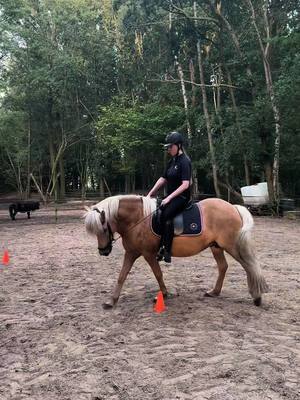 A post by @pixellponies on TikTok caption: Kijk mee met een stukje van de les van gister avond🥰  . #horses #horse #ijslander #icelandichorse #foryoupage #foryou 