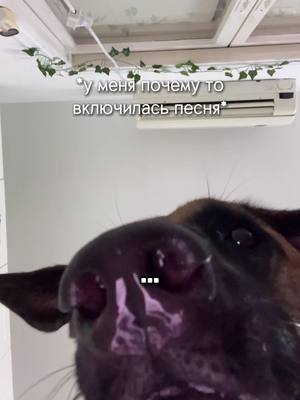 A post by @malinkaa.dk on TikTok caption: Мы в тренде?😭😭#malinkadk #fypシ #дайра #malinois 