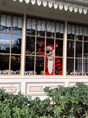 A post by @mitchellisbetterthanyou on TikTok caption: Tigger 🥰❤️🐯 #disneylandparis #disney #tigger #winniethepooh 