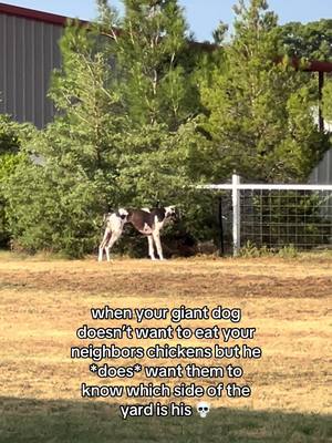 A post by @butlerthegreatdane on TikTok caption: First chicken said skrrrttt but the others were ready to chill with him 😂 also… that’s not even our tree 🤦‍♀️  #fyp #fypシ゚viral #dogsoftiktok #chickens #bigdog #greatdane #neighbors 