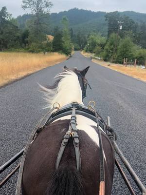 A post by @brennahardin1 on TikTok caption: Hes such a good boy 🥰 #oreo #reo #gelding #forsale #foryou #foryoupage 