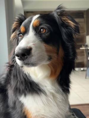 A post by @yuki_and_echo on TikTok caption: Yes many many times 🥹💕 #australianshepherd #aussie #puppy #dogmom #dogsoftiktok #cute 