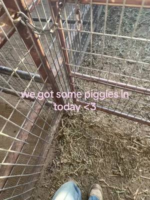 A post by @amouretcherie on TikTok caption: their curly tails are the cutest thing ever !! #livestock #piggy #piglets 