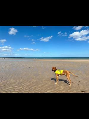 A post by @buddy_the_ballbag on TikTok caption: Just a good boy enjoying his time with his humans❤️ love you Bud!🥰#rhodesianridgeback #dogoftheday #dogsoftiktok #lionhunter #hound #craster #northumberland #beachlife #holidays #wanderlust #ginger #redhead #myboy #northumberlandcoast #anxiousdog #nervousdog #ineedspace 