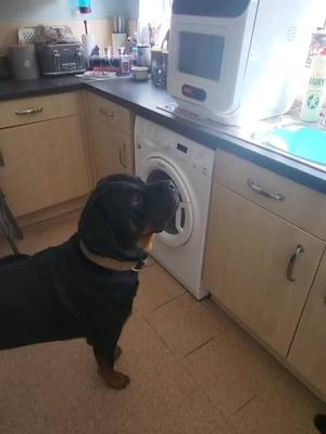 A post by @tickiditokwoman on TikTok caption: chasing flys and insects lol. Always a busy pup. #fyp #rottweiler #dogs 